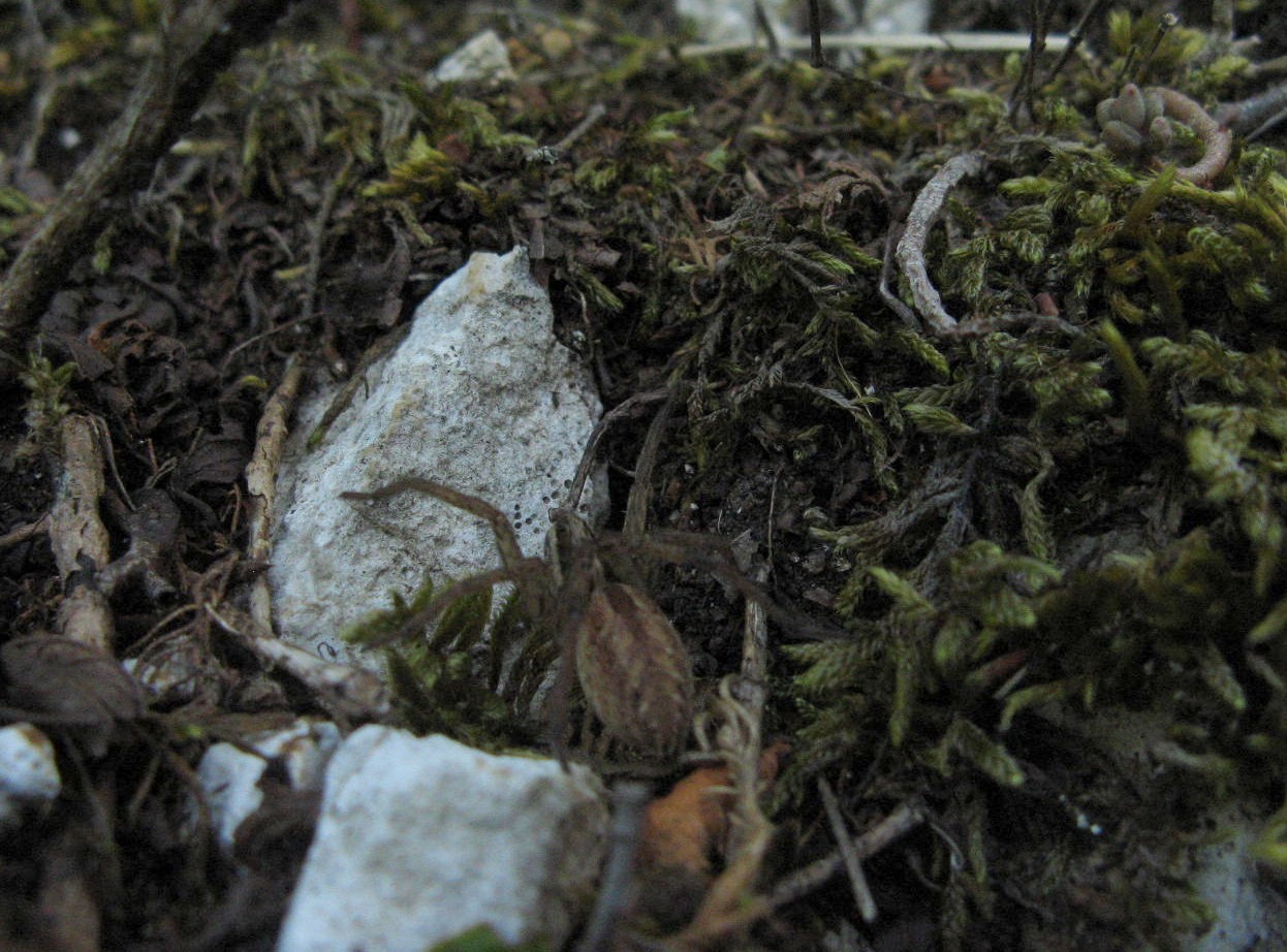 Hogna radiata